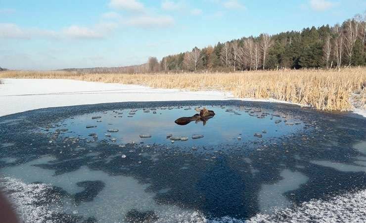 В Беларуси милиционеры с бревном и лопатой спасли застрявшего в полынье лося
