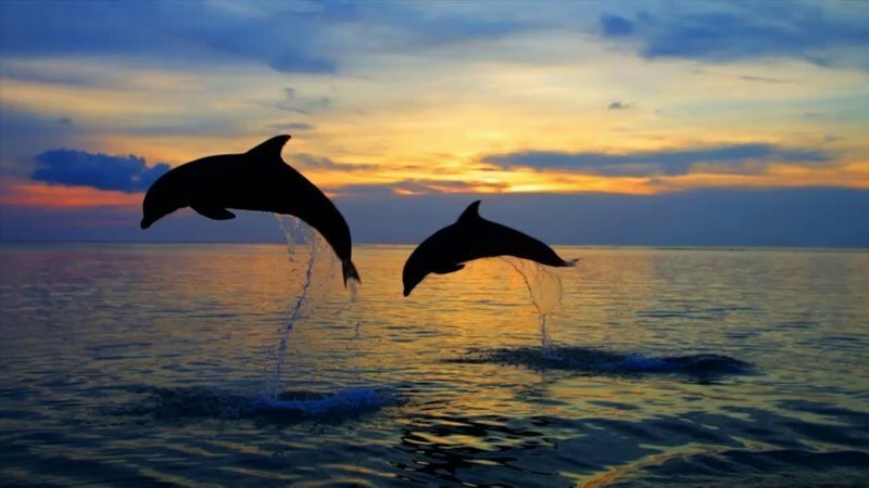 Дельфиновая релаксационная музыка