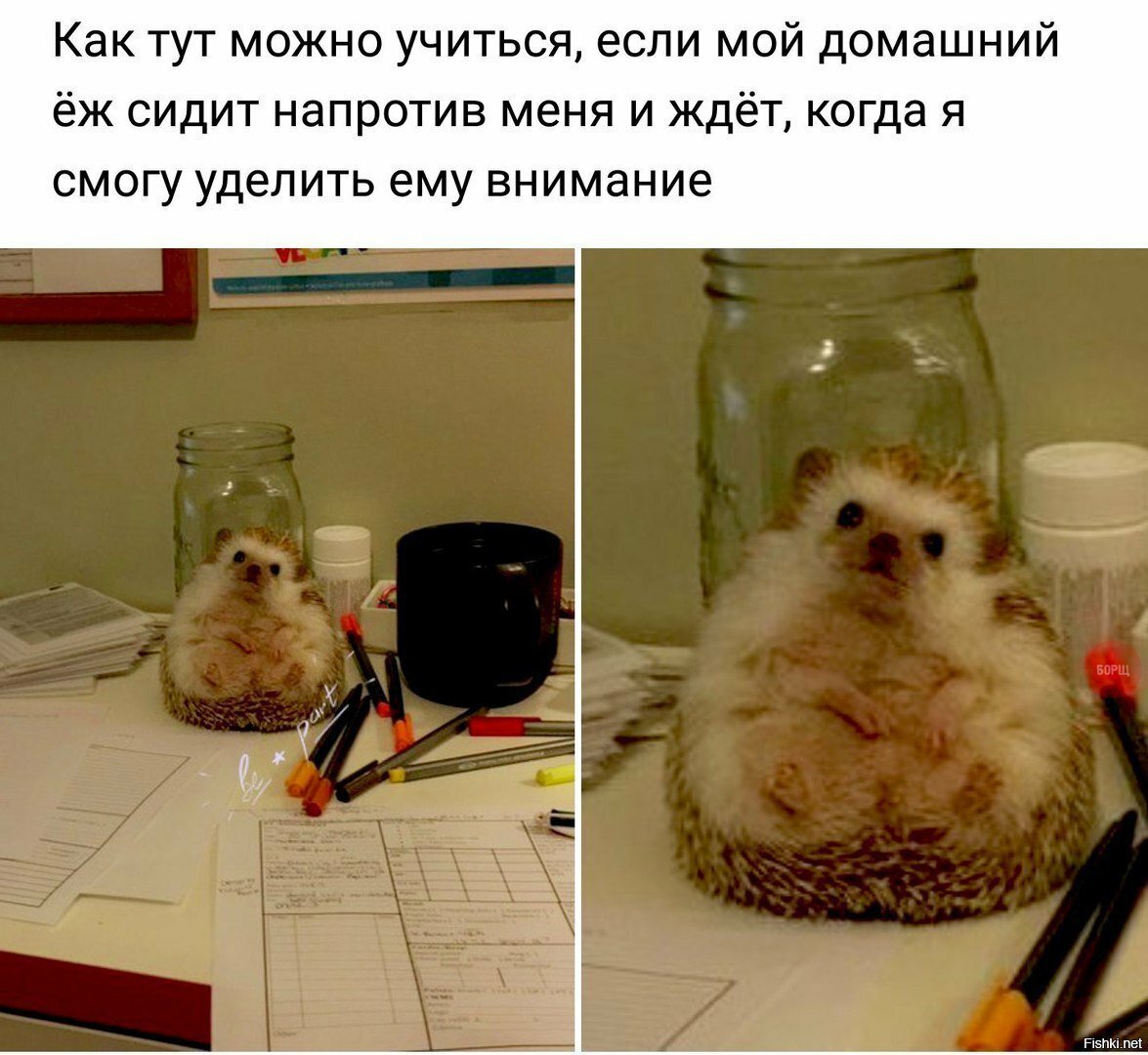 Милота