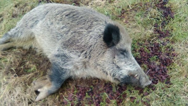 В Польше одомашненный хряк Хрюмек сбежал из дому, а через неделю вернулся пьяным