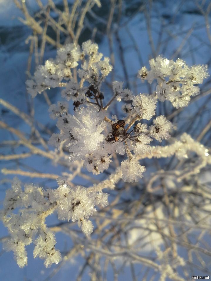 Снежный цветок 