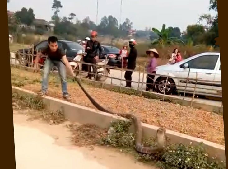 Огромная кобра стала причиной затора на вьетнамской дороге: видео