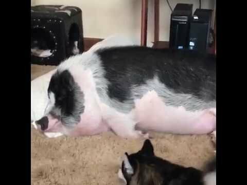 Свинья и Хаски