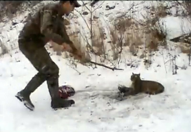 Охотники заметили рысь, которая попала в медвежий капкан установленный браконьерами