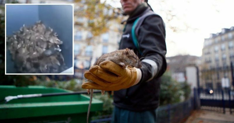 В Париже сняли на видео огромное скопление крыс в мусорном контейнере