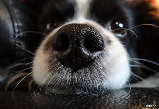 У собак около 300 миллионов обонятельных рецепторов в носу