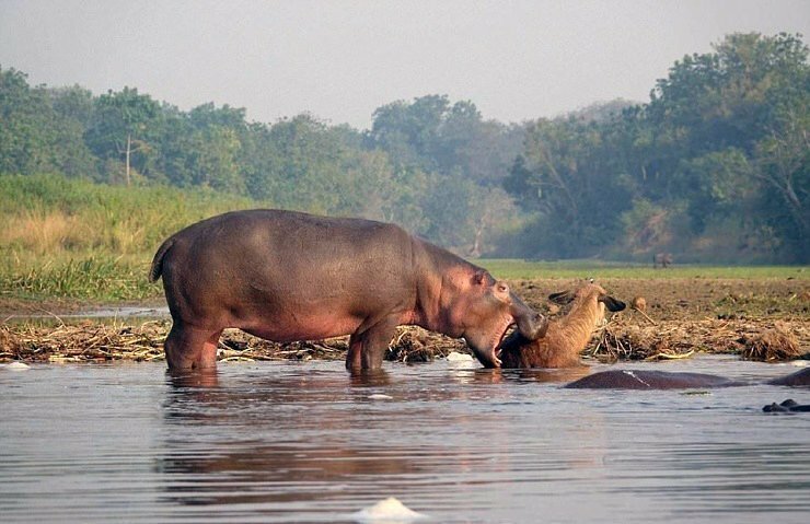 Как бегемот спас водяного козла от крокодила