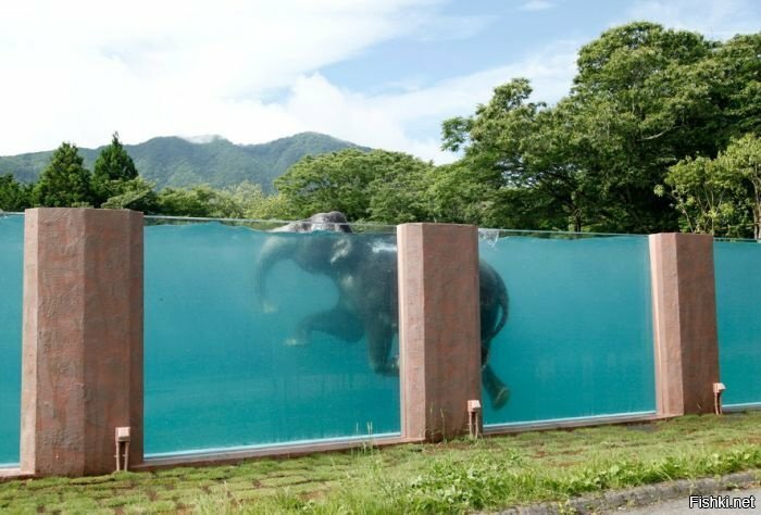 Бассейн в сафари-парке Фуджи
