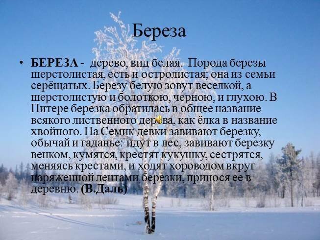 Береза