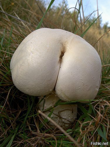 Странный гриб
