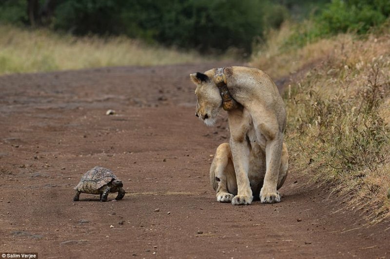 Черепаха и львица: случайная встреча