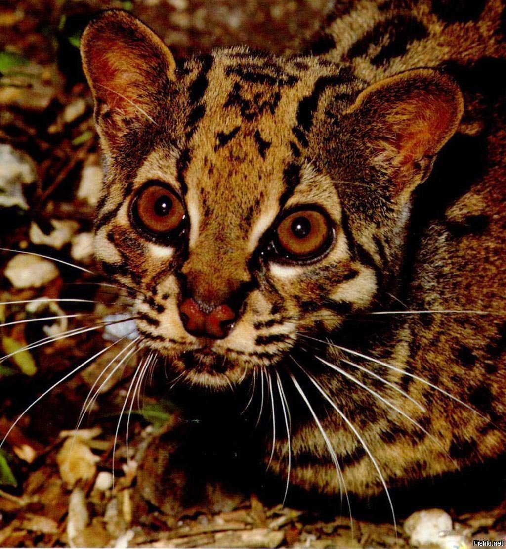 Мраморная кошка – Pardofelis marorata (род Pardofelis) встречается в лесах Юг...