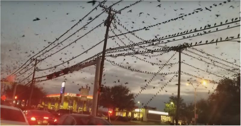 Хичкок одобряет! Житель Техаса заснял огромное скопление птиц на одном из перекрестков 