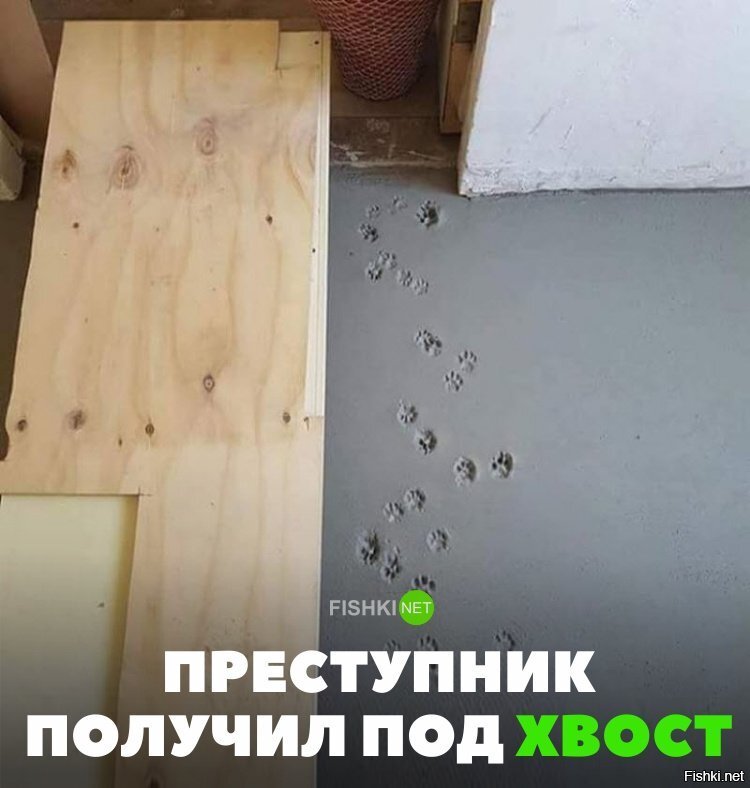 Получит под хвост