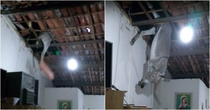 Заблудившийся осёл проломил крышу дома в Бразилии