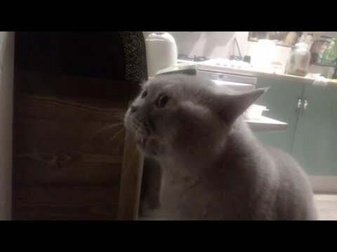 Говорящий котяра 