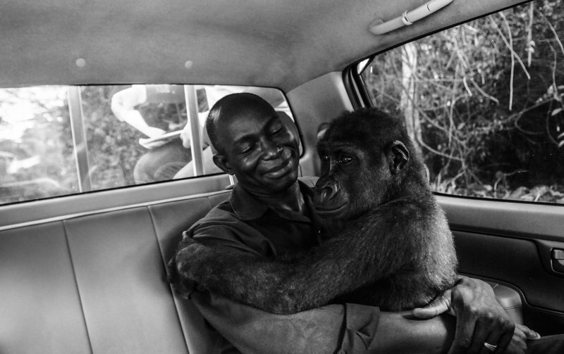 Фотография гориллы, обнимающей своего спасителя, стала победителем Wildlife Photographer of the Year