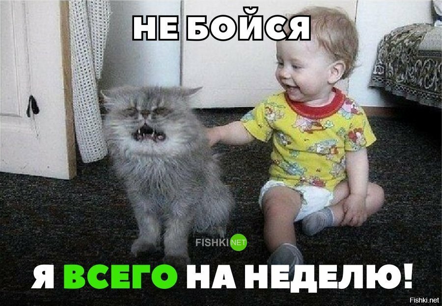 Бедный кот