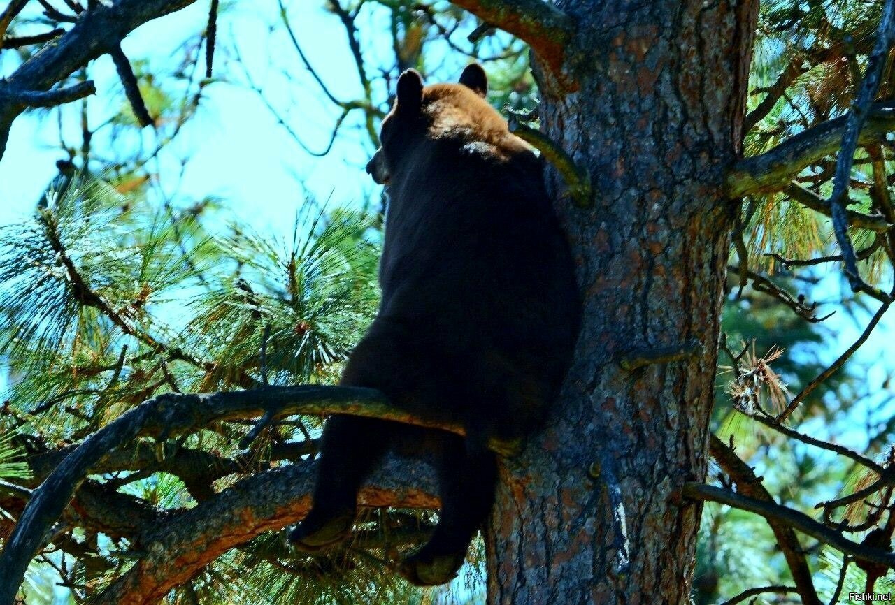 Когда медведь устаёт от лесной суеты, он забирается на дерево, садится на сук...