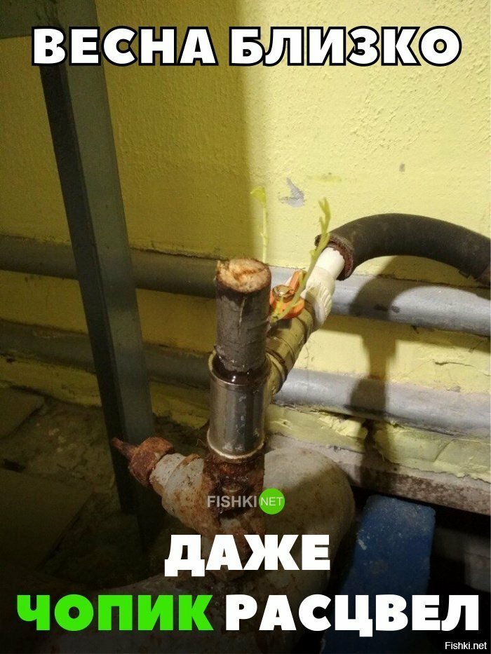 Даже чопик расцвёл