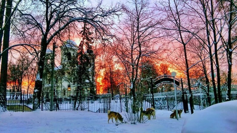 ЯЖМАТЬ! нападает на владельцев собак. Что делать?