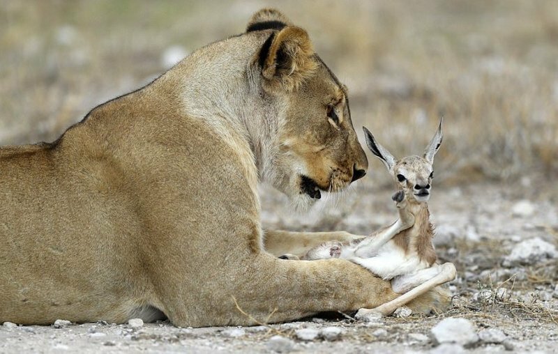 Львица, потерявшая детёнышей, приютила маленькую антилопу