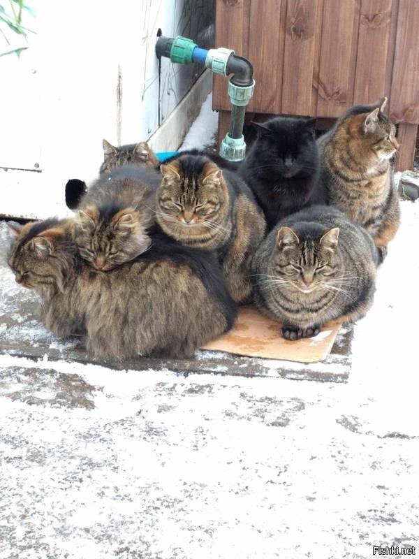 Солянка
