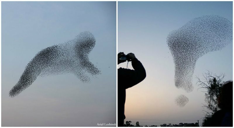 Птицы рисуют: стаи скворцов создают удивительные фигуры в небе
