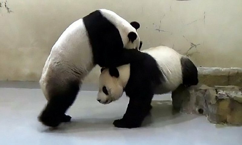 В зоопарке Тайваня искусственно осеменили панду, которая не смогла забеременеть от партнера