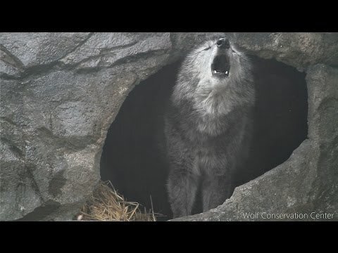 Черный волк, красавец