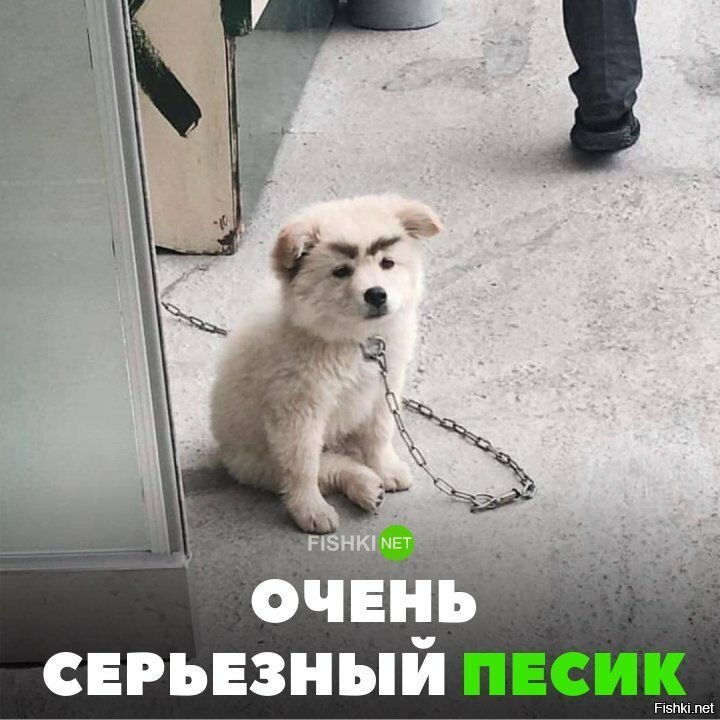 Очень серьёзный пёсик