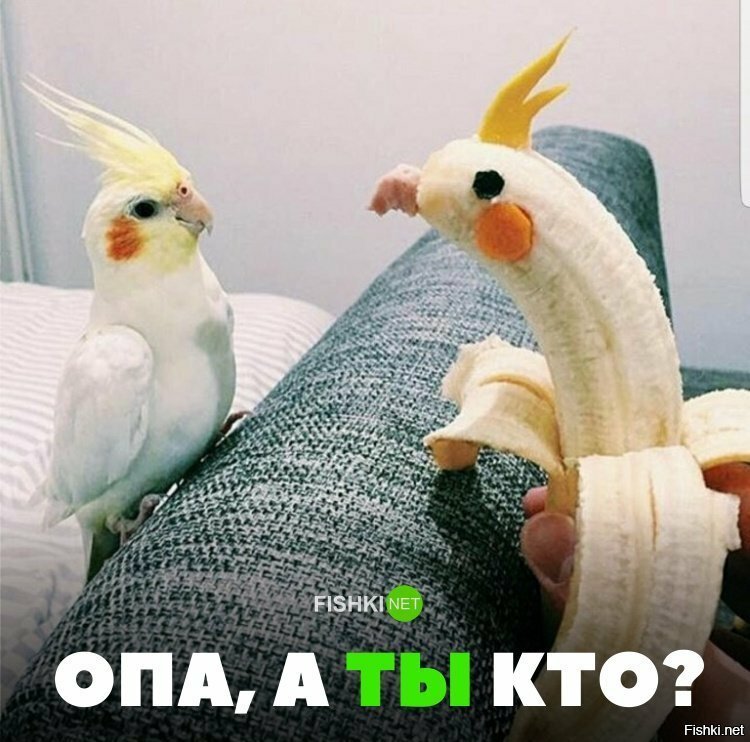 Опа, а ты кто?