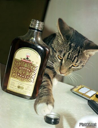 Налей,уже пятница