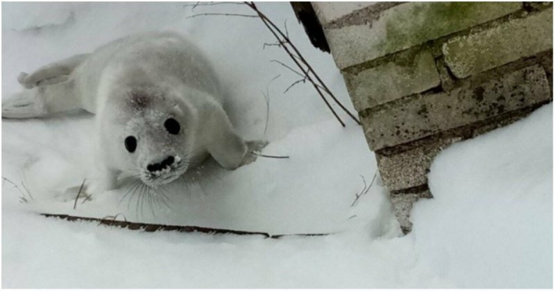 Зоологи спасли отбившегося от мамы тюлененка
