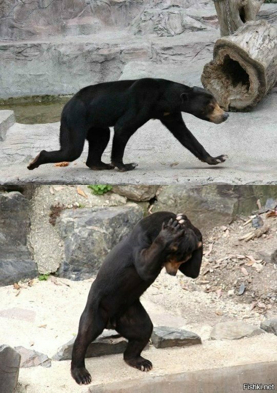 А ведь это всего лишь малайский медведь