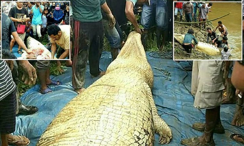 В Индонезии крокодил-людоед сожрал рабочего с плантации