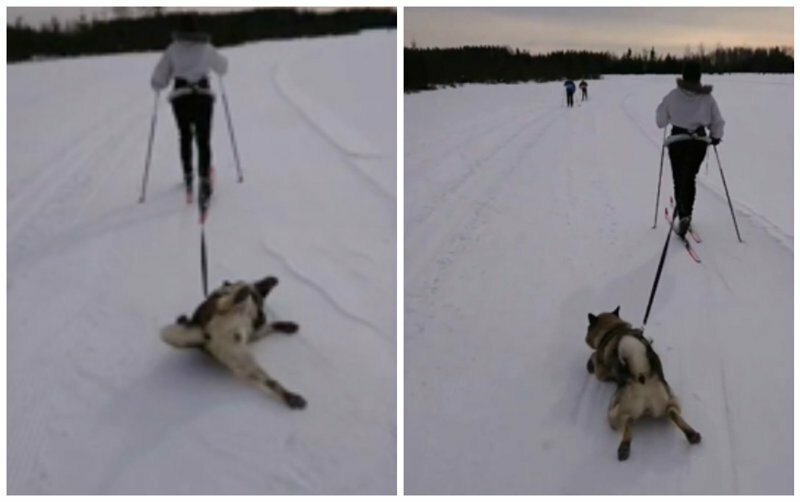 Ленивый пёс-лыжник стал знаменитостью в сети