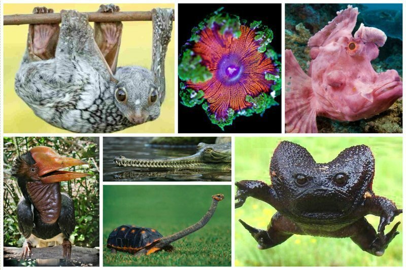 20 невероятно странных животных нашей планеты
