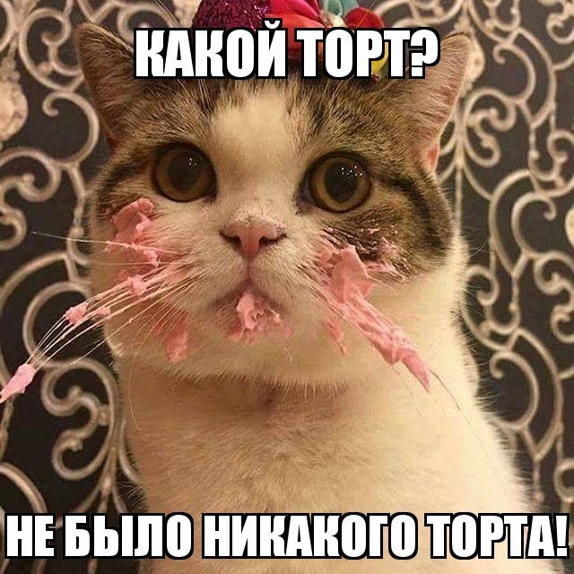 Субботний котопост