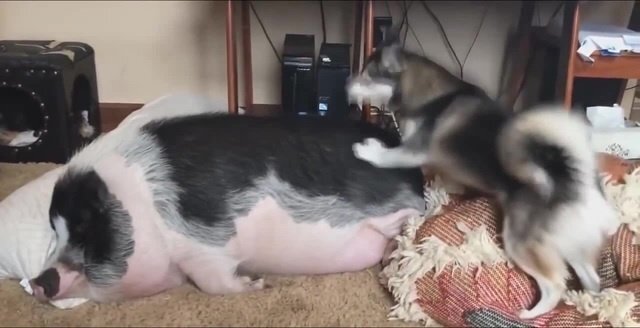 Солянка