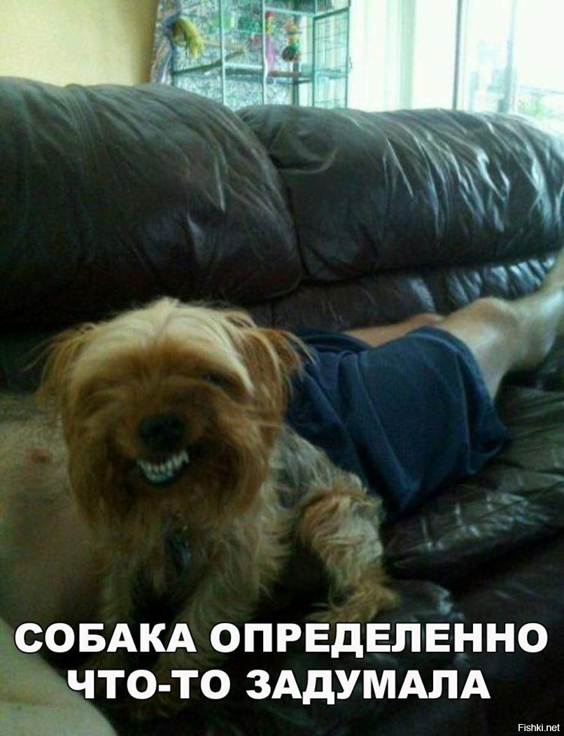 Собака что-то задумала