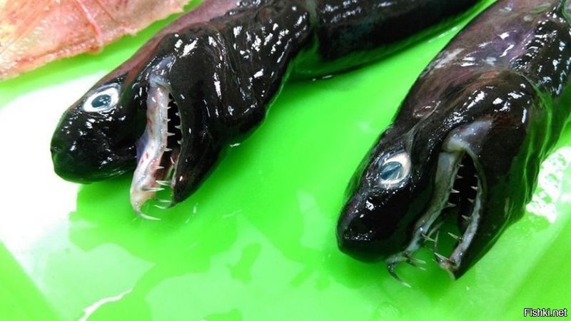 Недавно тайваньские рыбаки, разбирая сети, обнаружили удивительных рыб — исси...