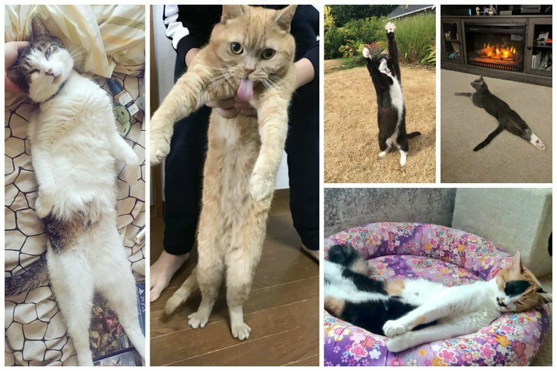 Растяни кота и прославься: набирает обороты новый японский флешмоб