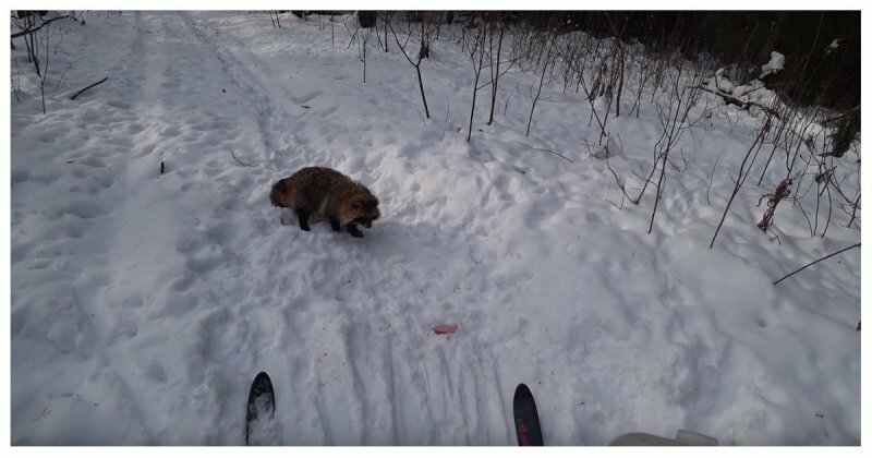 Агрессивная енотовидная собака напала на лыжника
