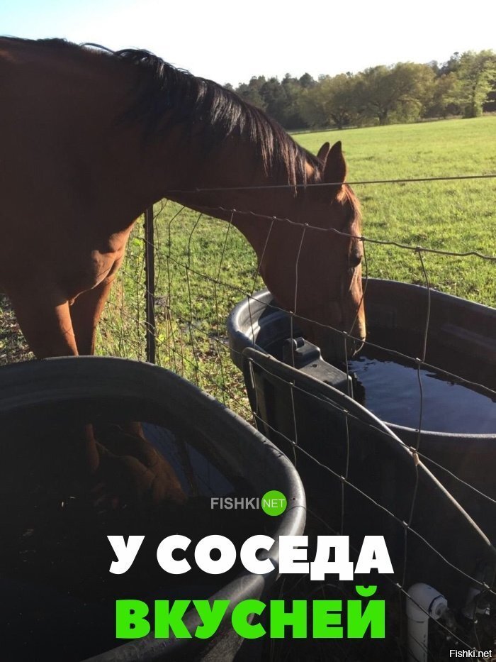 У соседа вкуснее