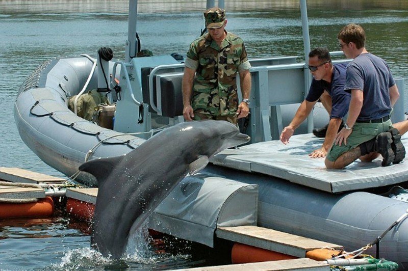 Подводный десант: боевые дельфины возвращаются в строй ВС РФ