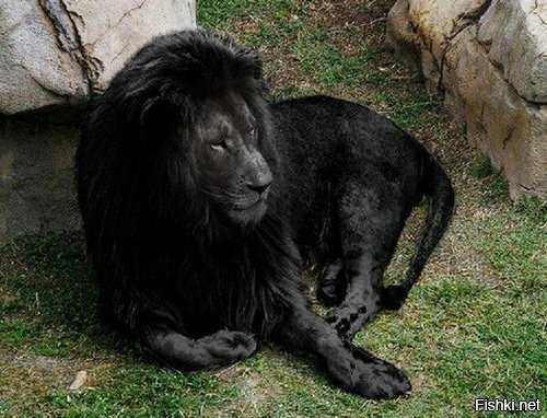 Невероятно редкий Черный Лев лишь некоторые из них существуют