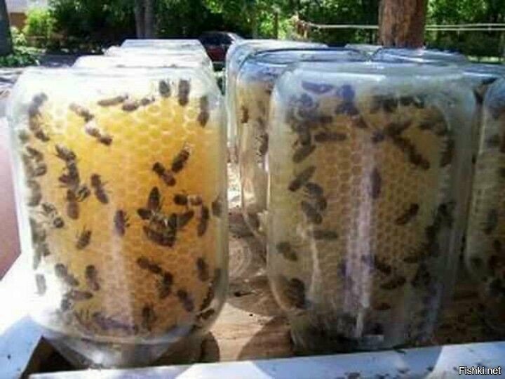 Пчелы  откладывают мёд  в банки