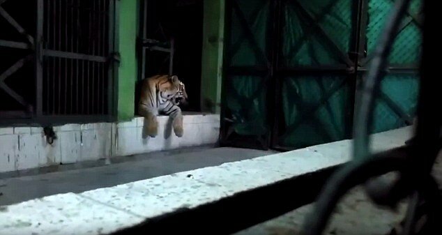 Амурский тигр убил подругу на глазах у посетителей зоопарка