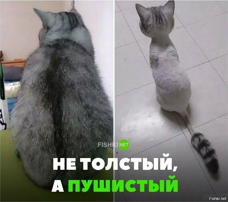Не толстый, а пушистый